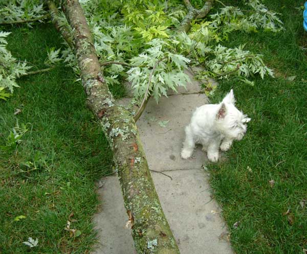 Sturmschaden im Garten - nur gut, dass keiner von uns draußen war!