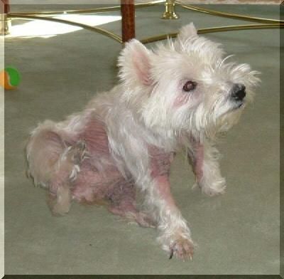 Westie-Hndin mit akuter atopischer Dermatitis