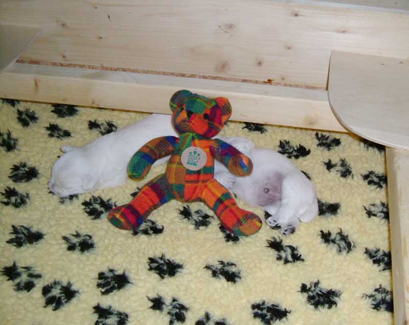 unser Bodyguard Karo-Bär bewacht unseren wohlverdienten Schlaf! - 04.09.2008